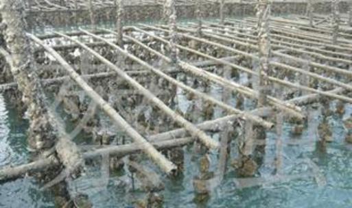 貝類(lèi)養(yǎng)殖在水產(chǎn)品養(yǎng)殖中的關(guān)鍵作用與發(fā)展前景