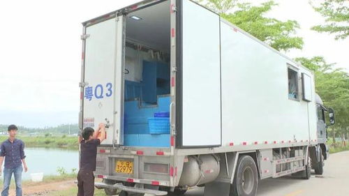 陽(yáng)江水產(chǎn)種業(yè)工廠化模式助推海水養(yǎng)殖高質(zhì)量發(fā)展