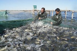 阿勒泰市水產(chǎn)養(yǎng)殖實(shí)驗(yàn)場(chǎng) 高寒地區(qū)水產(chǎn)品養(yǎng)殖的創(chuàng)新與實(shí)踐