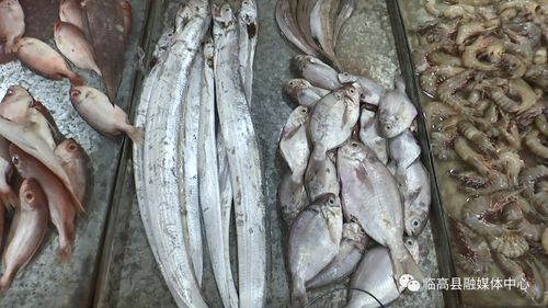 伏季休漁期臨高水產(chǎn)品供應(yīng)充足價(jià)格穩(wěn)定，水產(chǎn)品養(yǎng)殖產(chǎn)業(yè)顯活力