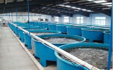 工廠化循環水養殖 現代化水產養殖的綠色高效之路