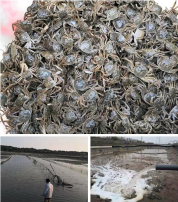 羅涇鎮水產生產有序恢復，大閘蟹投苗量達40萬只