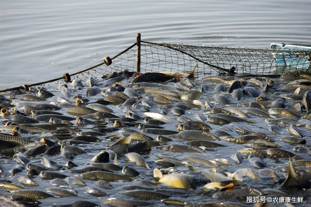遼寧省全面推進水域灘涂規劃編制，助力水產養殖業高質量發展
