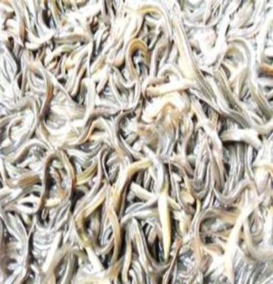 泥鰍養殖產業 從池塘到餐桌的生態與經濟效益