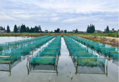 創新引領，特色先行 大力發展特色淡水魚類養殖新篇章