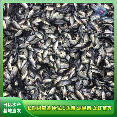 水產養殖新篇章 廣州市花都區赤坭日億水產魚苗養殖場的專業探索