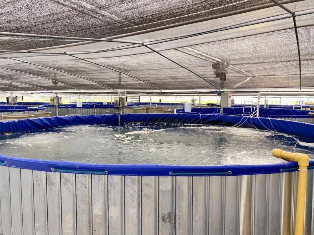 上海探索“養殖小區”新模式，高端水產品迎來工廠化春天