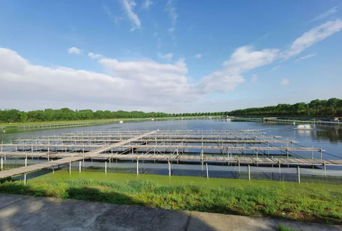 工廠化養殖新篇章 上海合作社引領高端水產品智能化成長