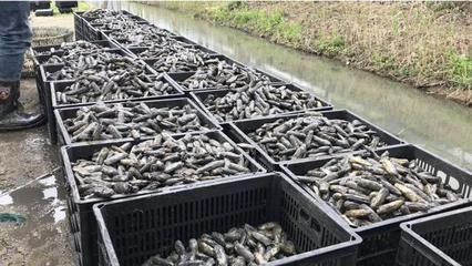 魔性吆喝+政府牽線 象山蟶子的“出圈”密碼