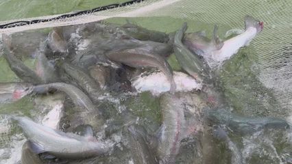 打“特色牌”，做“水文章” 魚蝦滿塘皆是景的水產養殖新圖景