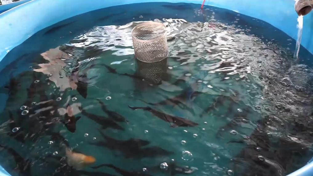 冬日暖陽里 聽一首鄉村振興交響曲 水產品養殖